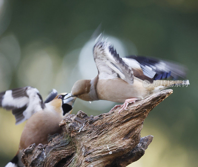 山楂雀（Coccothraustes coccothraustes）喂养Courthip